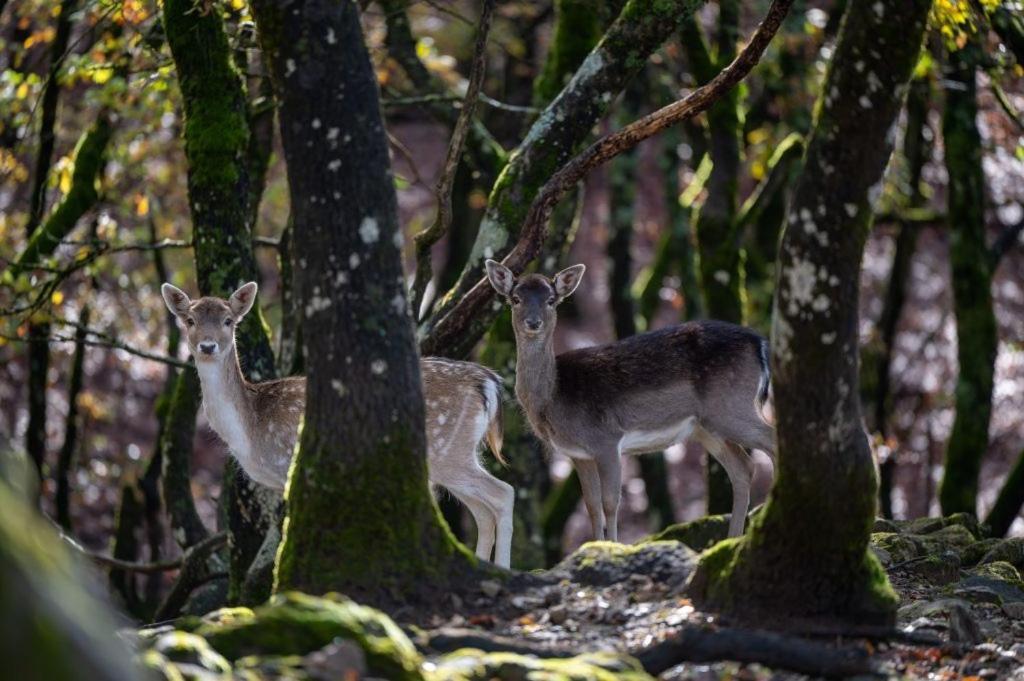 Bourazani Wild Life Resort Konitsa Exterior foto