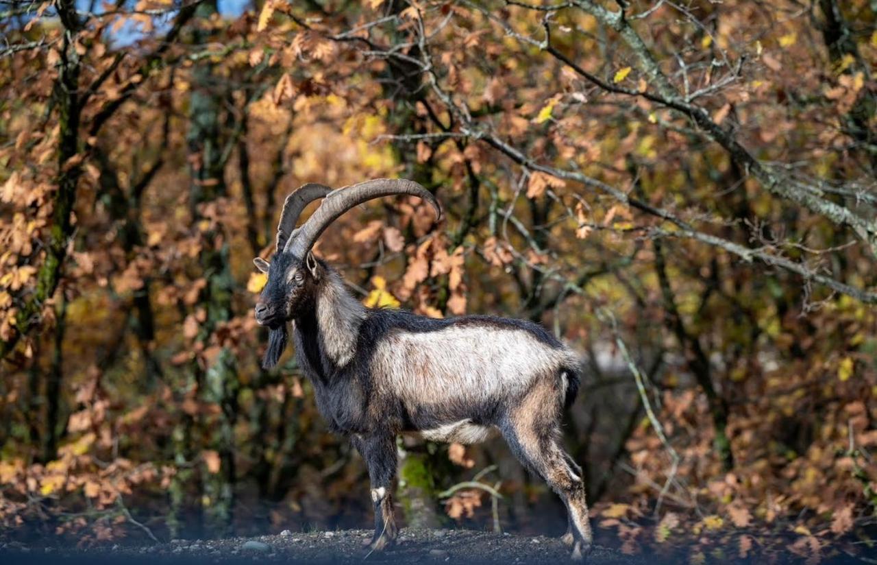 Bourazani Wild Life Resort Konitsa Exterior foto