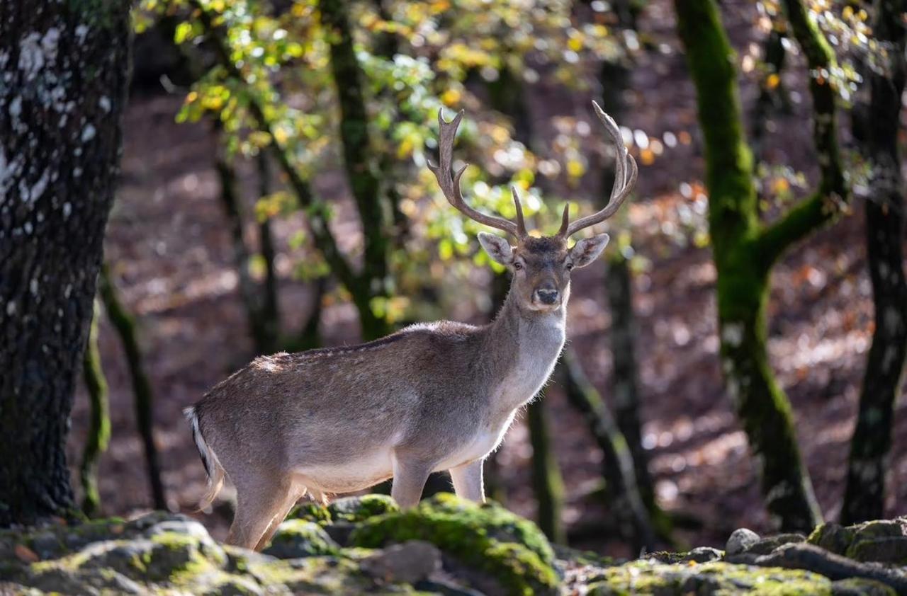Bourazani Wild Life Resort Konitsa Exterior foto